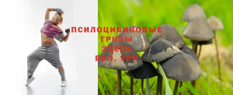 купить закладку  Дмитров  Псилоцибиновые грибы Magic Shrooms 